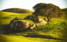 Rock and Tree