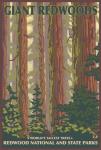 Giant Redwoods