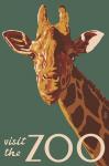 Visite The Zoo Giraffe