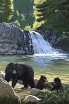 Black Bear with Cubs 3