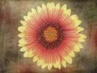 Single Indian Blanket Flower