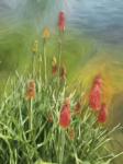 Red Hot Poker Plant