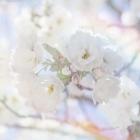 Apple Blossoms 05