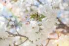 White Spring Blossoms 03