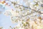 White Spring Blossoms 04