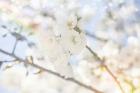 White Spring Blossoms 05
