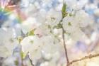 White Spring Blossoms 06