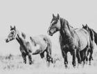 Wild Horses of the Great Basin 4