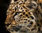 Amur Leopard Copy