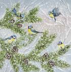 Bluetits and Fir Branches