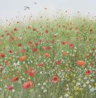 Poppy Field