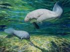 Crystal River Manatee