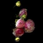 Ranunculus 11