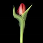 Red Tulip 2