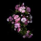 Sweet William 1