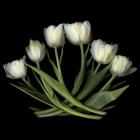 White Tulips