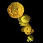 Yellow Cascade - Ranunculus