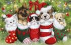 Dogs in Stockings