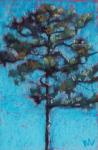 Tall Pine, Blue Sky, Julington Durbin Preserve Series