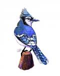 Songbirds- Bluejay