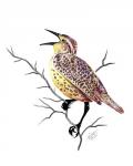 Songbirds- Meadowlark