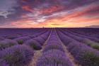 Sunrise over Lavender