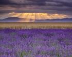 Sunbeams over Lavender