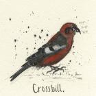 Crossbill