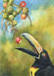 Aracari Toucanet