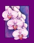 Phalaenopsis Orchids