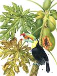 Toucan in Papaya Tree