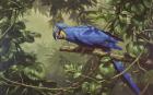 Hyacinth Macaw