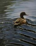 Pochard 1