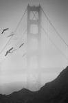Golden Gate Pier and Birds II