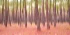 Blurred Trees 5