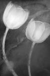 2 Tulipanes Blancos