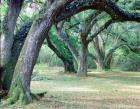 Louisiana Oaks, Louisiana 97