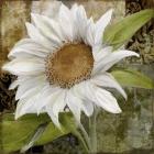 White Sunflower I