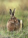 Brown Hare