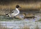 Pintail Ducks