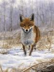 Red Fox