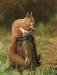 Red Squirrel