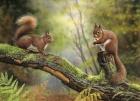 Red Squirrels