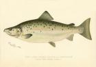 Male Land Locked Salmon