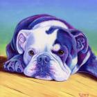 Sweet English Bulldog