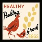 Healthy Poultry-Fresh Eggs