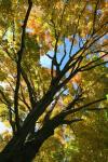 Autumn Maple Vertical