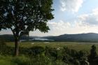 Hudson Highlands Tree Boscobell