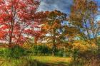 Tillson Lake Trees