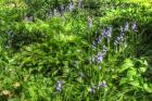 Garden Bluebells